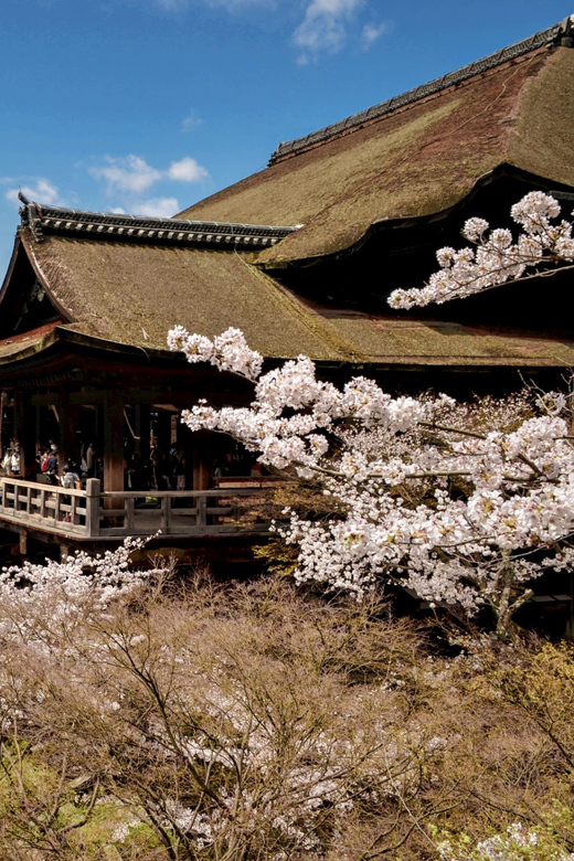 From Kyoto/Osaka: Sagano Train Ride and Guided Day Tour