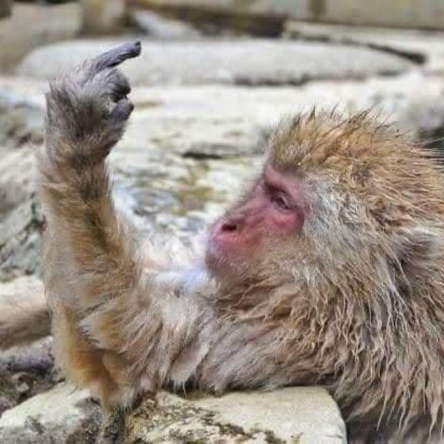 From Tokyo/Nagano: Luxury Snow Monkey Private Full-Day Tour - Tour Overview and Pricing