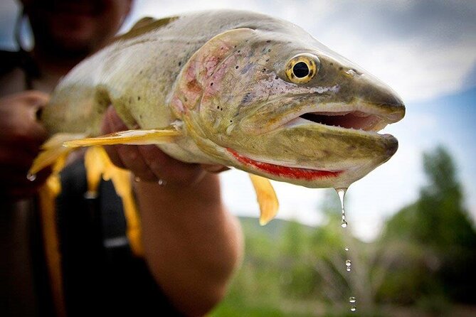Full Day Montana Fly Fishing Adventure Review