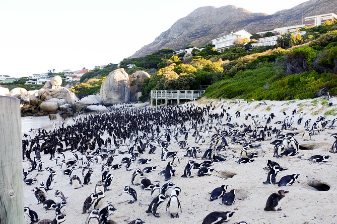 Full-Day Private Robben Island, Penguins & Cape of Good Hope Tour