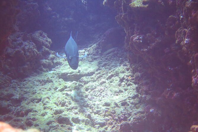 Full Day Scuba Dive Experience Off The Na Pali Coast, Kaua'i - Key Points