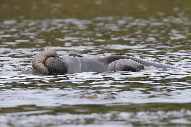 Guided Kayaking Manatee Tour Review - About Your Stay