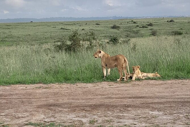 Day Trip To Ol Pejeta Conservancy Rhino And Chimpanzee Sanctuary