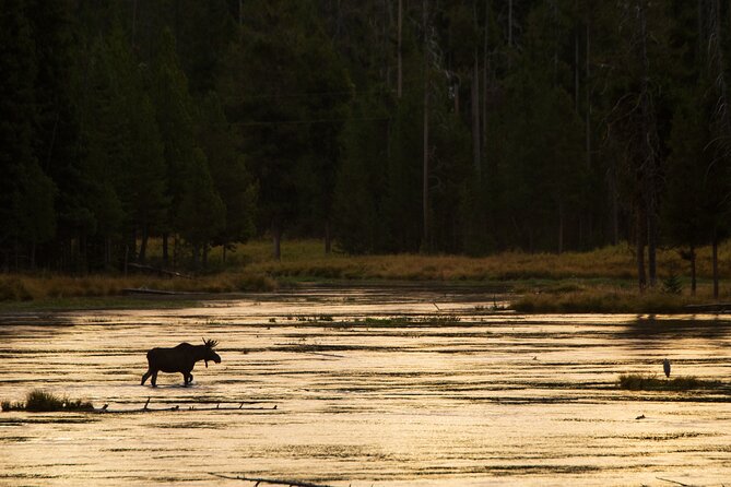 Island Park, Idaho Waterfalls and Wildlife Review - About Your Stay