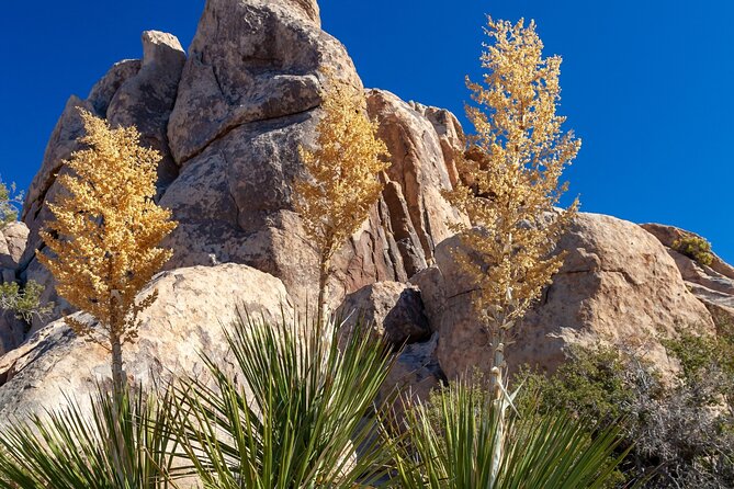 Joshua Trees Hidden Valley Tour Review - About Your Stay