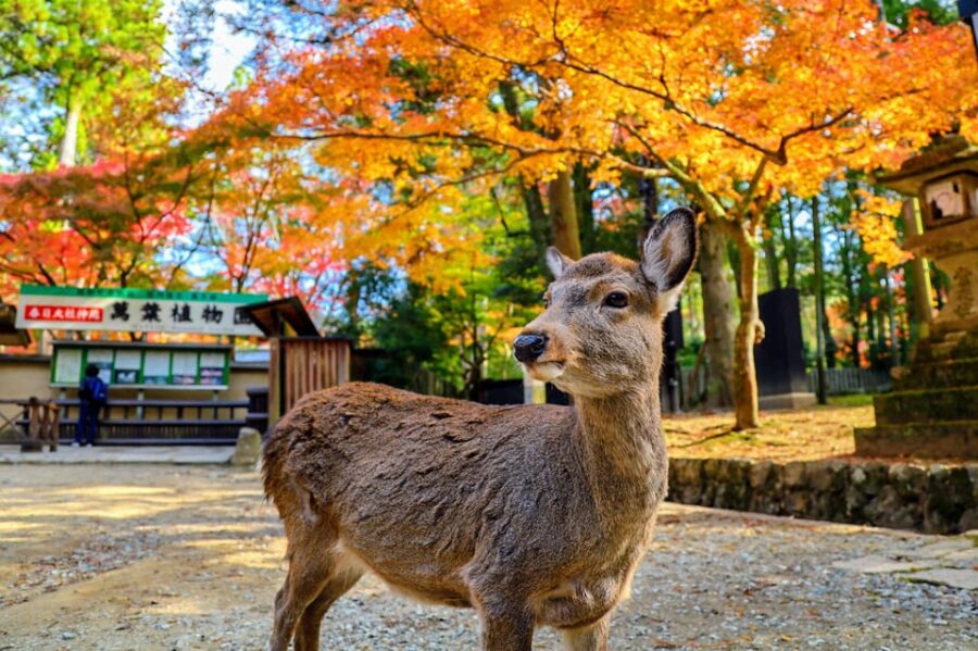 Kyoto: Historical Nara & Kyoto Bus Tour - Tour Overview and Pricing