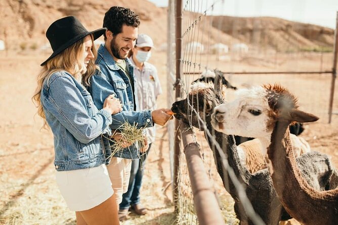 Las Vegas Zoo and UTV Tour With RT Transportation - Key Points