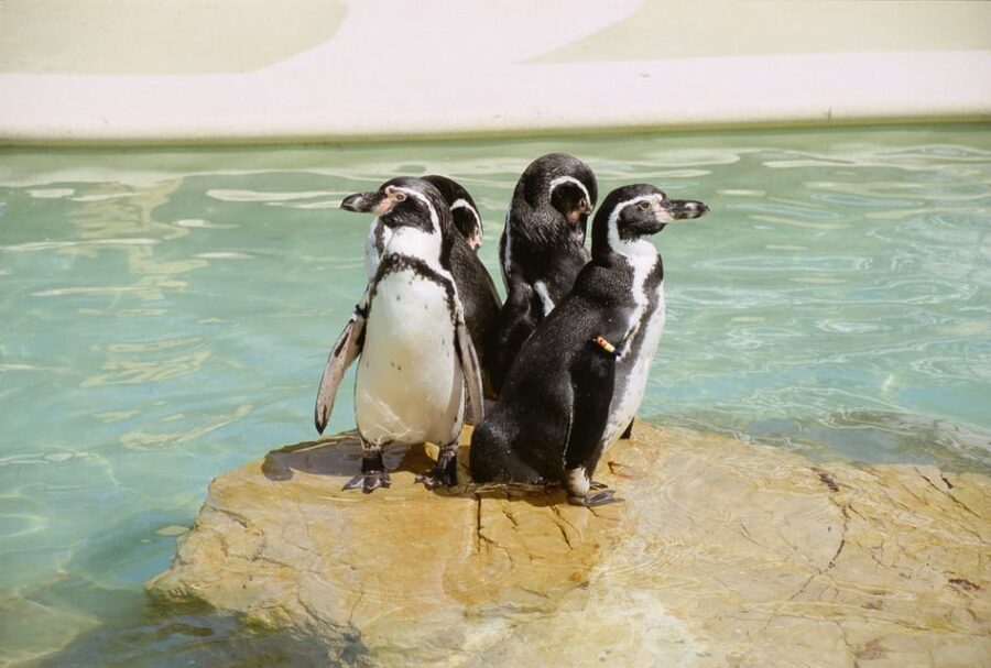 Mallorca: Marineland Tickets With Transfers From the North - Transportation and Accessibility