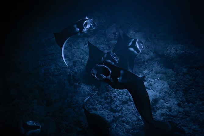 Night Manta Ray Snorkel Review: An Unforgettable Experience - About Your Stay