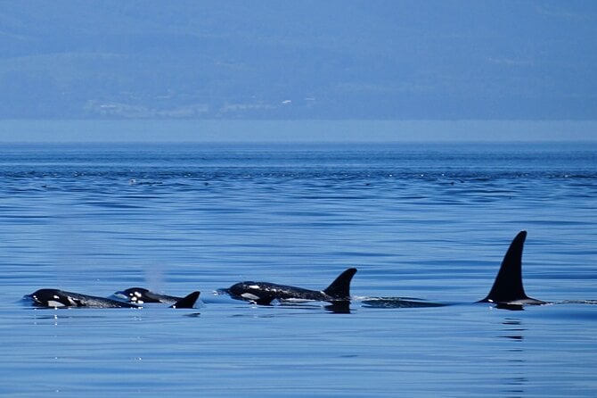 Orca Whale Tour Near Seattle Review - About Your Stay