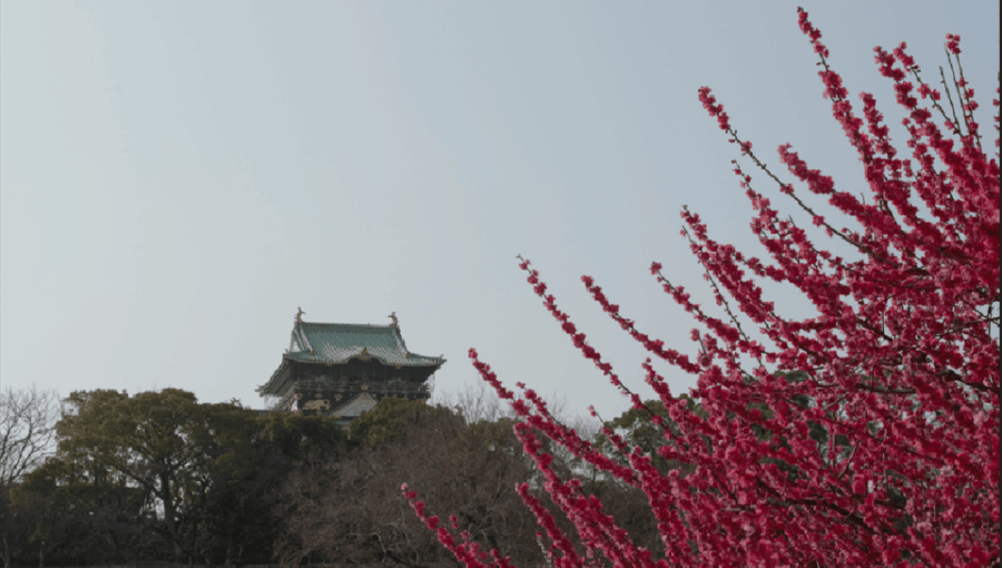 Osaka: Private Walking Tour With a Local Guide
