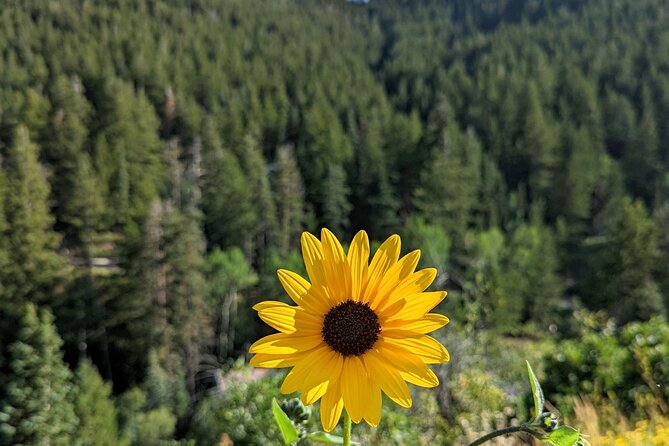 Park City Hiking Activity With Local Guide - Key Points