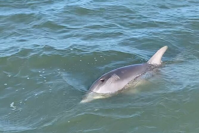 Private 2 Hour Morris Island Cruise Review - About Your Stay