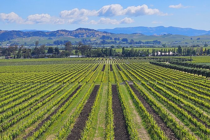 Private Group Wine Tour of Napa Valley - Overview of the Wine Tour Experience