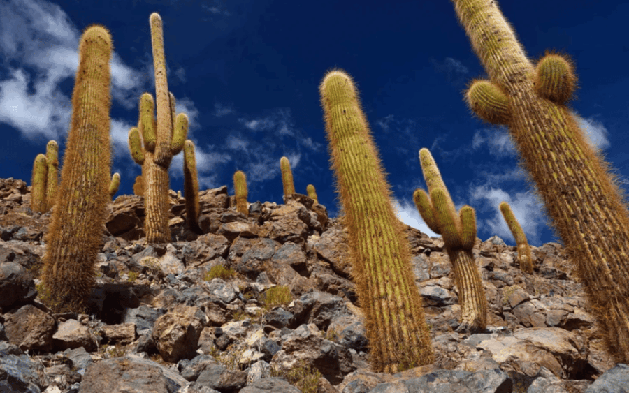 Purilibre: Trekking With Ancient Cacti and Medicinal Waters