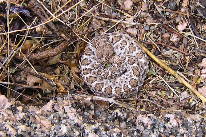 Reptile Hunting in The Sonoran Desert Review - About Your Stay