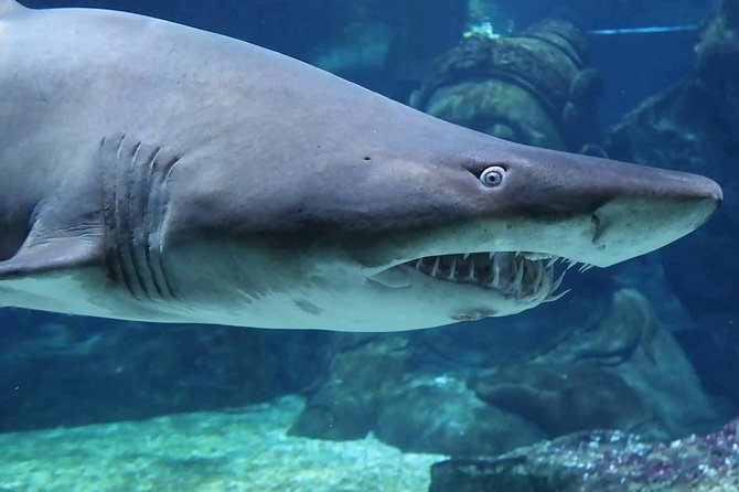 SEA LIFE Ocean World in Bangkok Admission Ticket