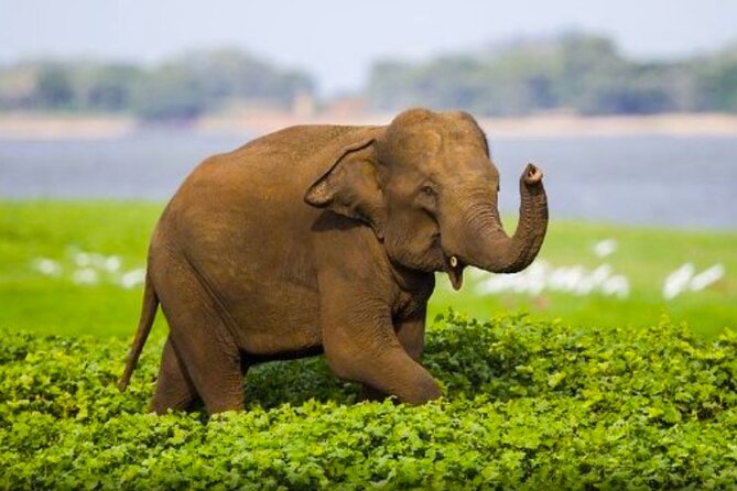 Sigiriya Rock & Cave Temple Review - About Your Stay