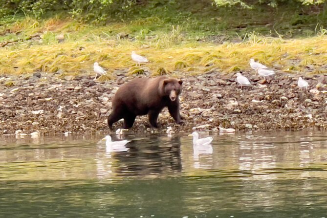 Sitka'S Private Wildlife Whale Adventure for 6 W/Transportation - Key Points