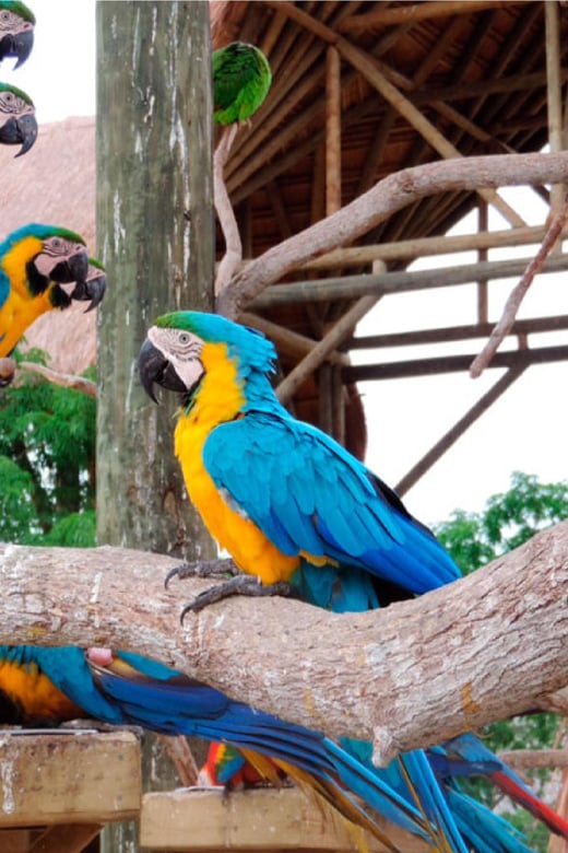 Transportation for AVIARIO Nac From Cartagena