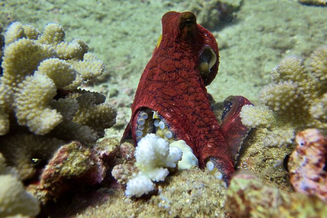 Try Scuba Diving on Kaua'i Review - About Your Stay