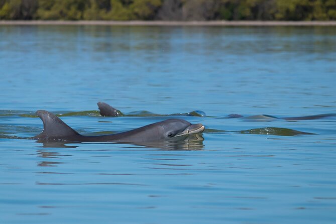 Tubing and Dolphins With up to 12 Guests - Key Points