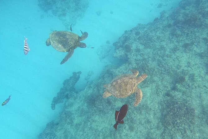 Turtle Snorkeling and Dole Plantation Tour Review - About Your Stay