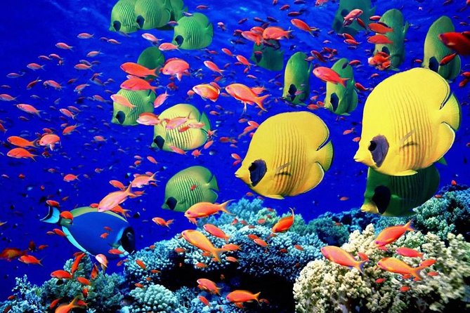 Unforgettable Submarine Trip With Snorkeling From Hurghada - Submarine Tour Highlights and Inclusions