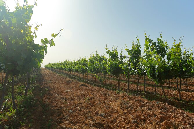 Vineyard Tour in Al Mafraq Governorate