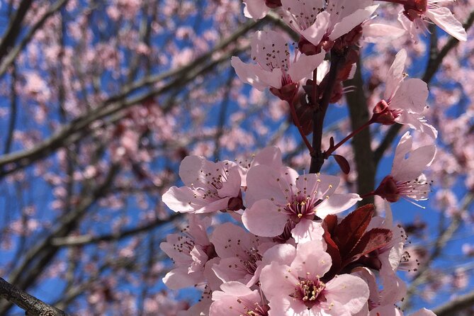 Washington D.C. Cherry Blossom Day Tour Review - About Your Stay