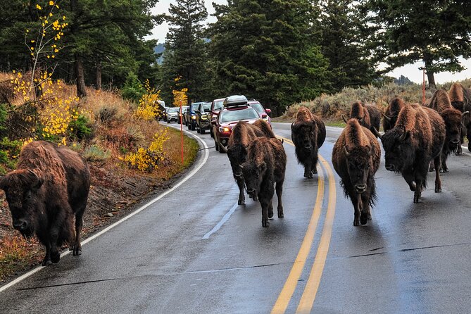 Yellowstone, Grand Teton, and Hot Springs Review - About Your Stay