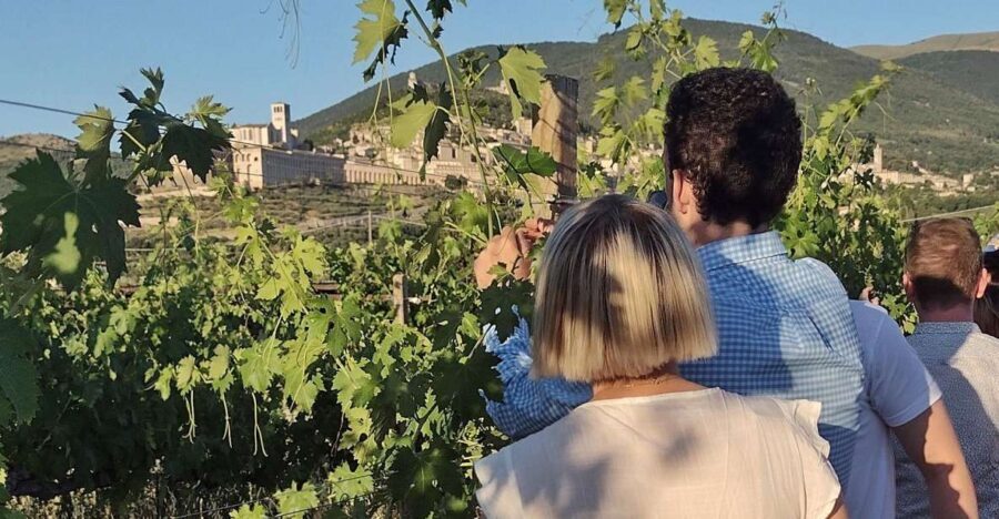 Assisi: Wine Tasting, Gourmet Pairing, Walk in the Vineyards - Wine Tasting Highlights