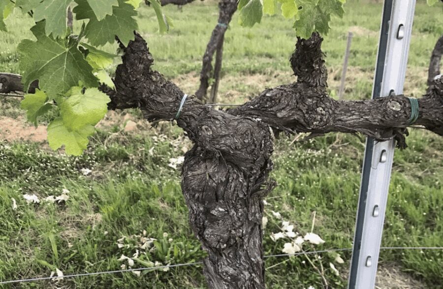 Boutique Winery Visit & Wine Tasting Near Arezzo - Itinerary: What to Expect