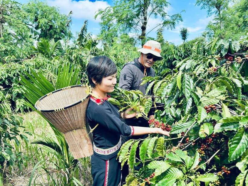 Buon Ma Thuot: Authentic Coffee Farm Experience With Lunch - Itinerary and Activities