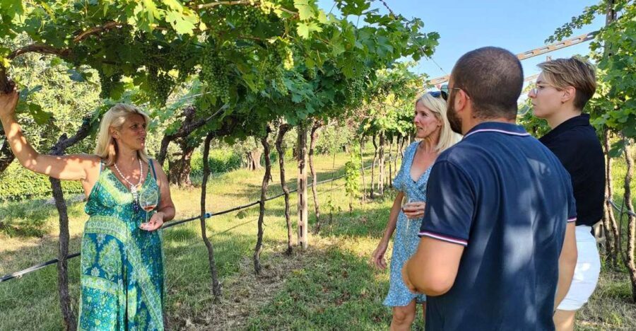 Cavaion: Lake Garda Wine & Food Tasting With Vineyard Tour - Pricing and Booking Information