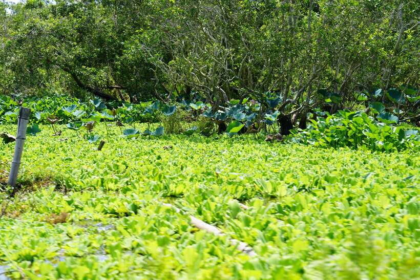 Culture And Wildlife Premium Discovery | Chau Doc – Tra Su - Itinerary and Highlights