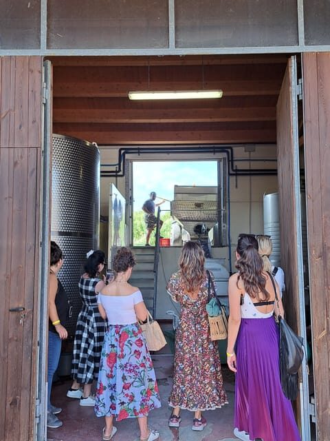 Discovering the Mystery Grape Varieties - A Journey Through the Winery