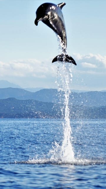 Dolphins: Dolphin Sightseeing Tour and Cape Figari By Dinghy - Wildlife Encounters