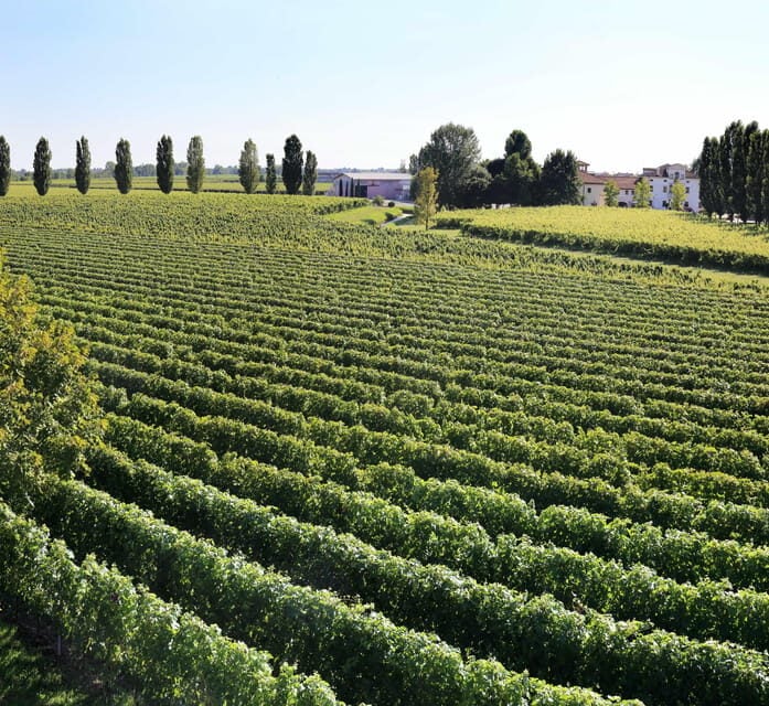 Exclusive Wine Experience: Venetian Best Vineyards - The Paladin Winery and Vineyard Tour