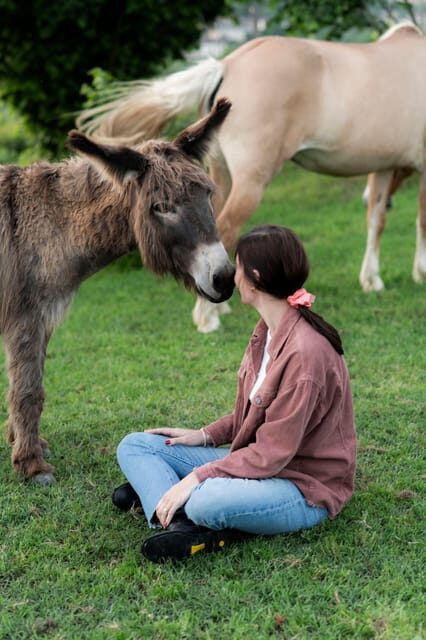 Experiential Activity With Horses: an Experience in Connection - Activities and Interaction With Horses