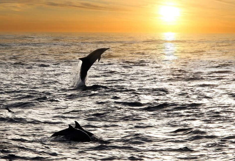 Fazana: Dolphin Finder in Brijuni Islands Safari With Dinner - Tour Highlights