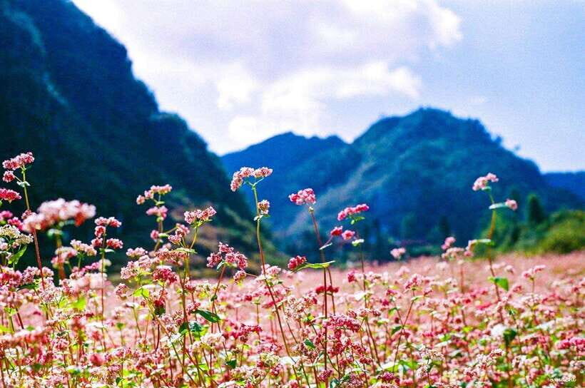 From Ha Giang: 2-Days 1-Night Ha Giang Loop Motorbike Tour - Itinerary Highlights