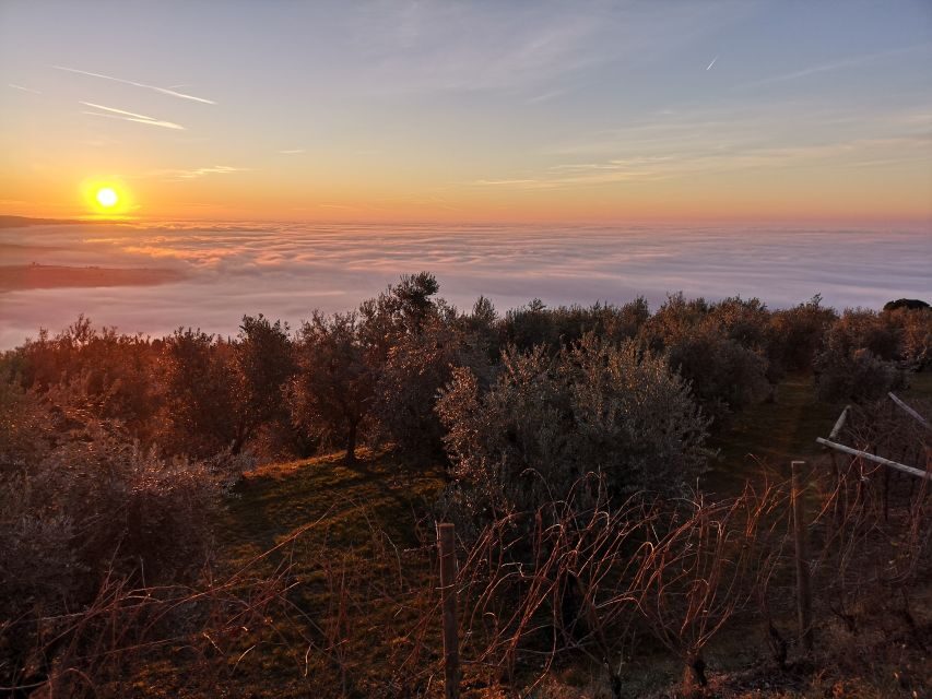 Fumane: Olive Oil Tasting on the Hills of Valpolicella - Highlights of the Olive Oil Tasting