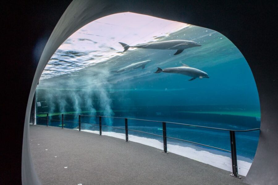 Genoa: Aquarium & Christopher Columbus House Entry Tickets - Explore the Aquarium of Genoa