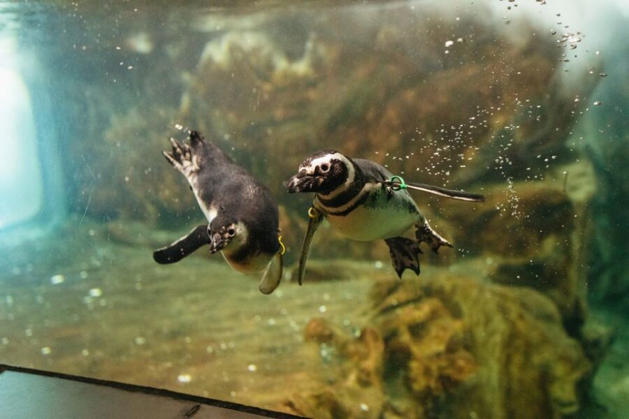 Genoa: Aquarium of Genoa Entry Ticket - Highlights of the Aquarium