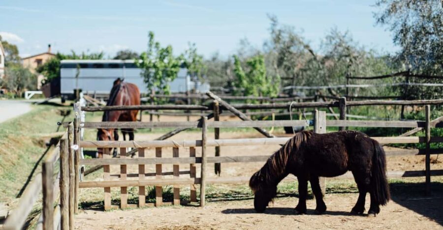 Grosseto: Visit the Family Farm With Tasting of Local Food - Engaging Activities for All Ages