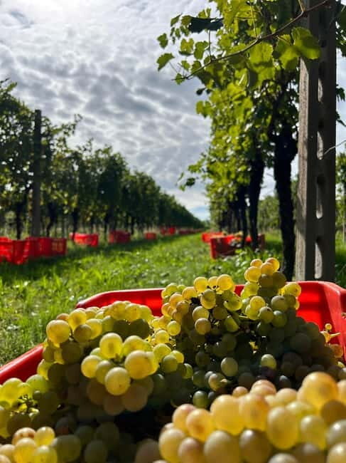 Guided Tour of the Winery With Wine Tasting - What to Expect During the Tour