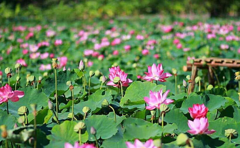 HCM: Authentic Dong Thap Mekong Delta Day Trip & Boat Ride - Itinerary Highlights