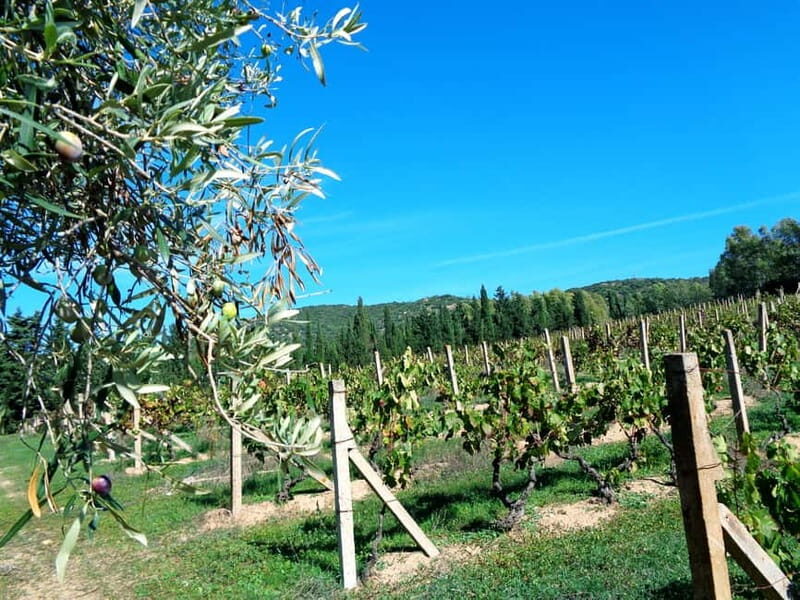 Into the World of Natural Wine - Understanding the Production Techniques