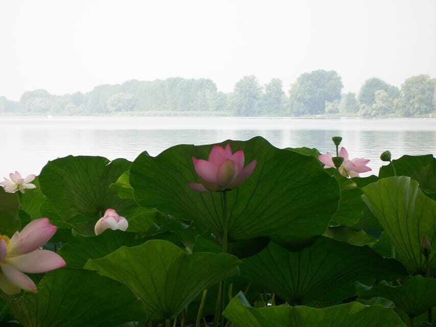 Mantua: Lake Superior Among the Lotus Flowers - The Enchanting Mincio Valleys